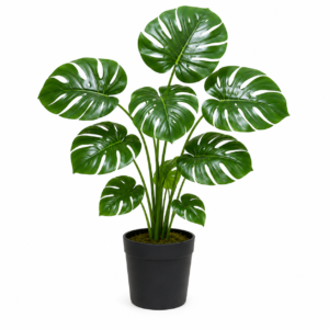 Monstera Deliciosa