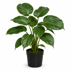 ChatGPT Image Jun 23, 2026, 07_39_09 PM Classic Philodendron