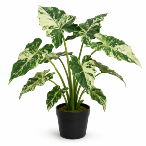 Variegated Alocasia