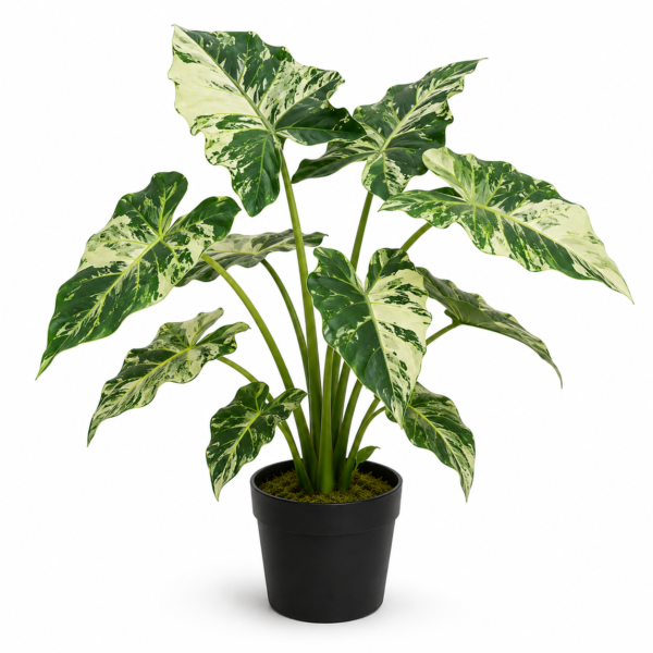 Variegated Alocasia