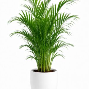 Areca Palm