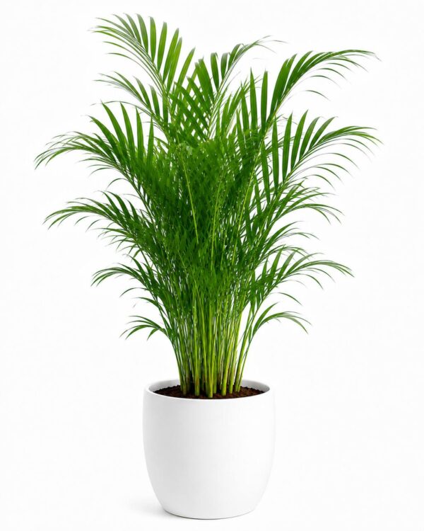 Areca Palm