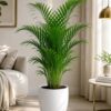 Areca Palm