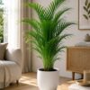 Areca Palm