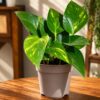 Golden Pothos