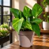 Golden Pothos