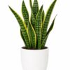 6217573393213624433_121 Snake Plant