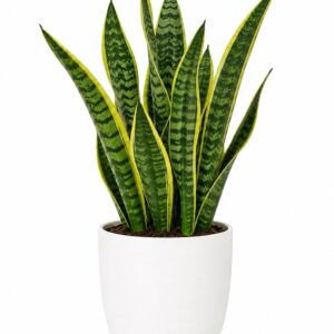6217573393213624433_121 Snake Plant