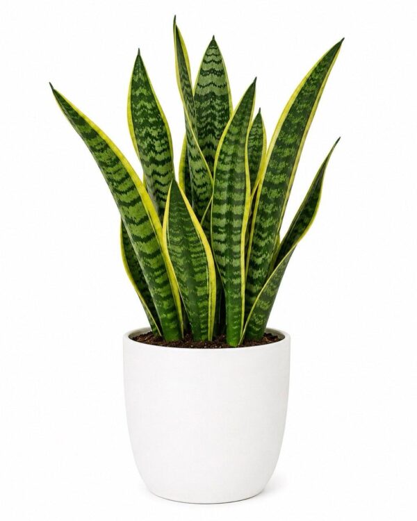 6217573393213624433_121 Snake Plant