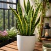 Combo-peace lily/snake plant/money plant