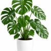 Monstera Deliciosh