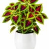 6217573393213624437_121 Coleus
