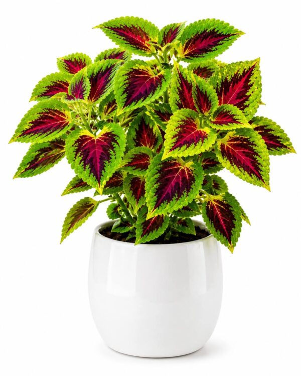 6217573393213624437_121 Coleus