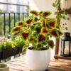 6217573393213624439_121 Coleus