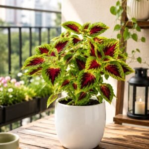 Coleus