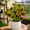 6217573393213624440_121 Coleus