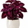 Coleus