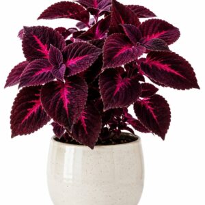 Coleus