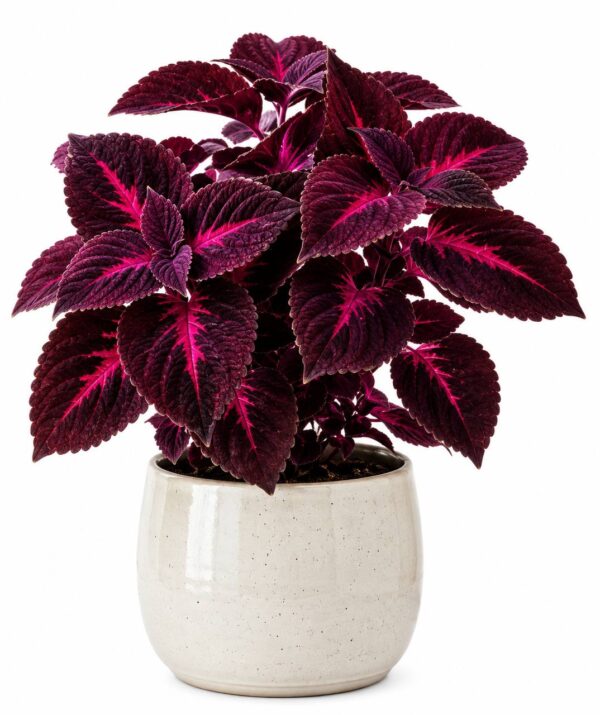 Coleus