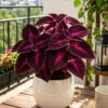 Coleus