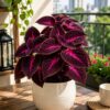 Coleus