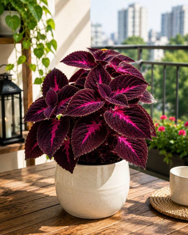 Coleus
