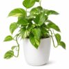 Money Plant