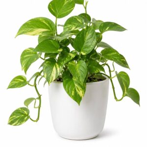 Money Plant