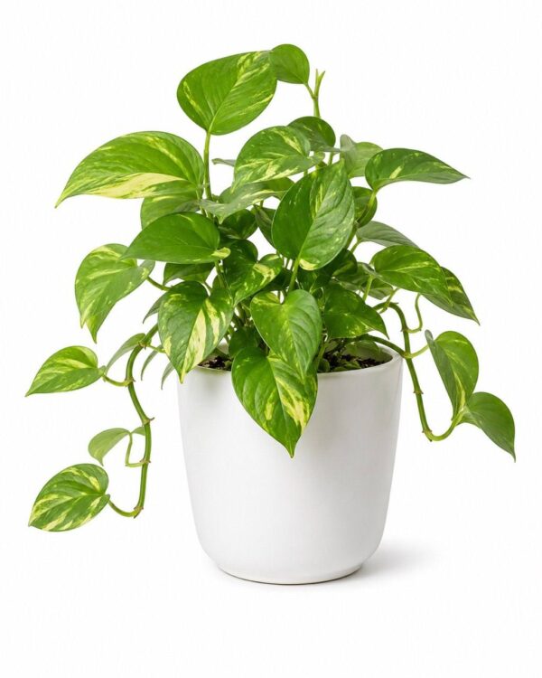 Money Plant