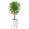 Ficus