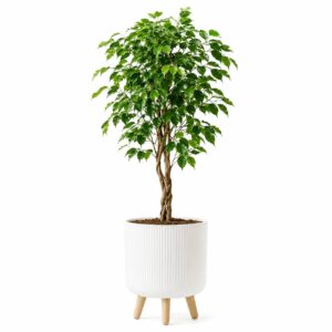 Ficus