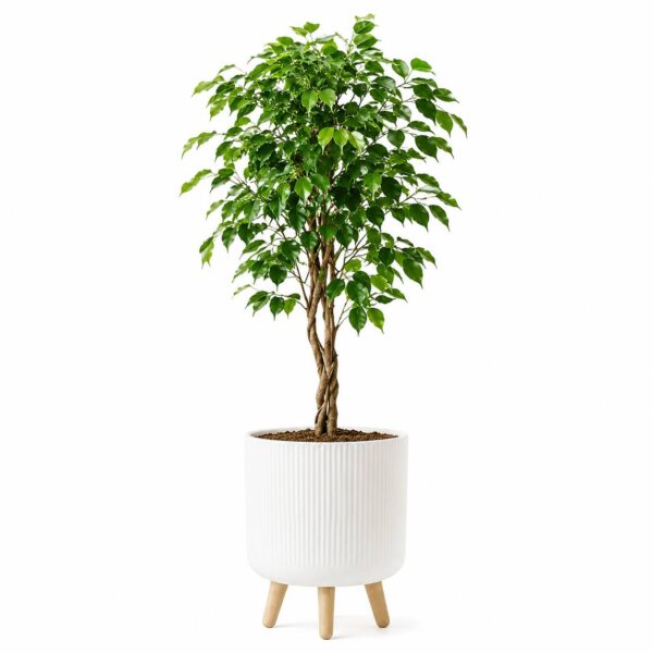Ficus
