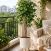 Ficus