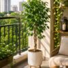 Ficus