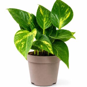 Golden Pothos