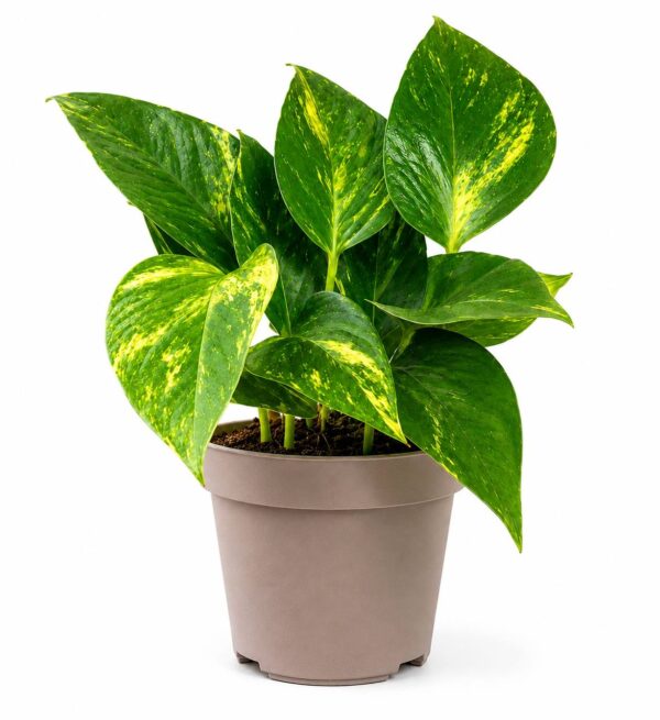 Golden Pothos