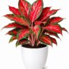 photo_2026-07-04_12-10-10 Red Aglaonema
