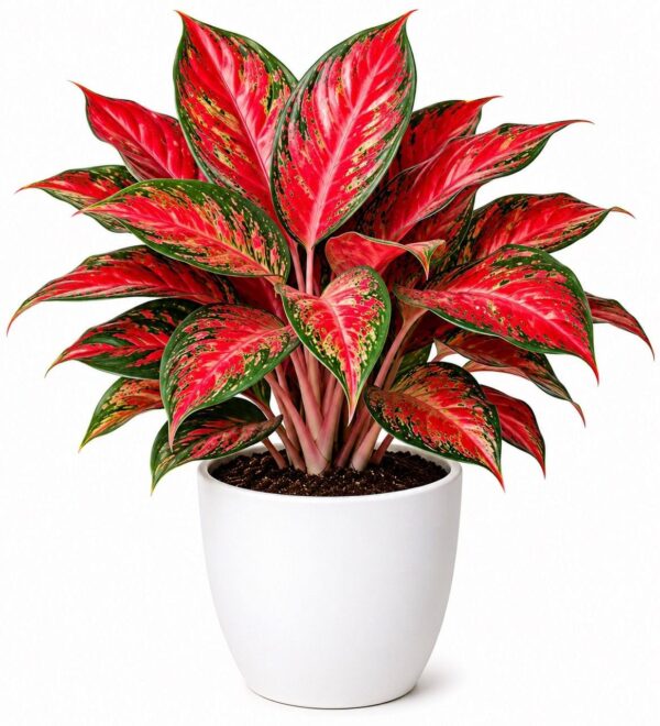 photo_2026-07-04_12-10-10 Red Aglaonema