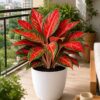 photo_2026-07-04_12-10-16 Red Aglaonema
