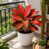 photo_2026-07-04_12-10-20 Red Aglaonema