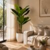 Banana Tree