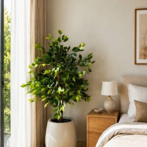 Mini Ficus - 4Feet