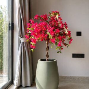 Radiant Bougainvillea - 4Feet