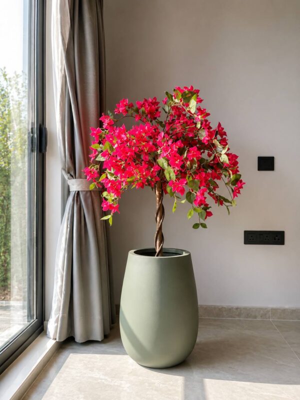 photo_2026-07-04_16-07-04 Radiant Bougainvillea - 4Feet