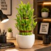 Combo-Lucky bamboo/money plant