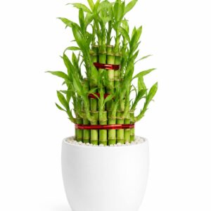 Lucky Bamboo