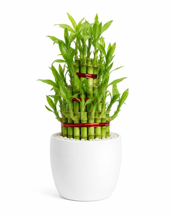 photo_2026-07-05_12-22-50 Lucky Bamboo