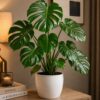 Monstera Deliciosh