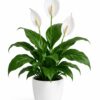 photo_2026-07-05_12-22-56 Peace Lily