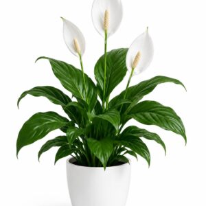 Peace Lily